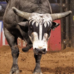 PROFESSIONAL BULL RIDERS
